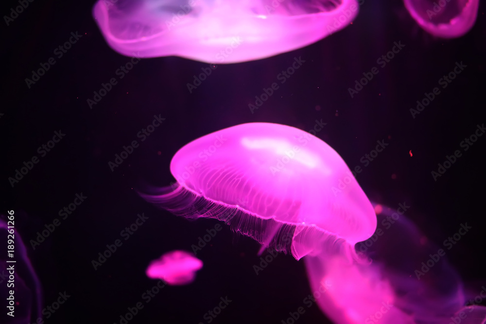 Multicolored jellyfish swim under water Multicolored jellyfish swim under water