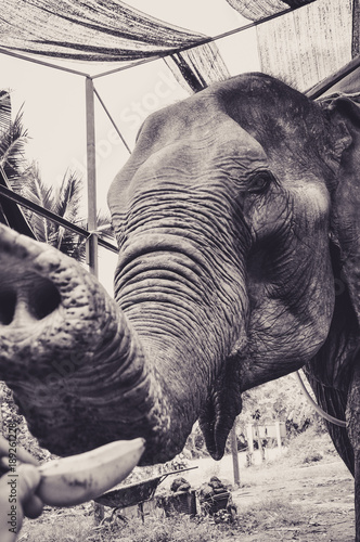 Εκτύπωση καμβά Portrait of an Elephant who Likes Bananas