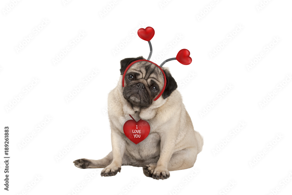 cute Valentine's day pug puppy dog, sitting down, wearing hearts diadem, isolated on white background
