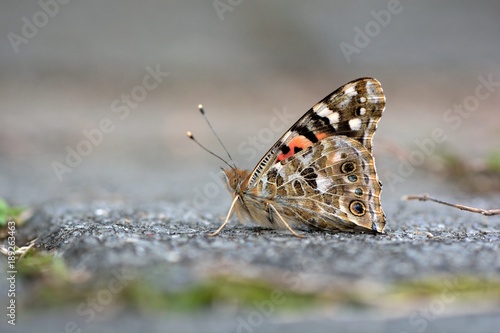 Butterfly from the Taiwan (Vanessa cardui)Little red butterfly