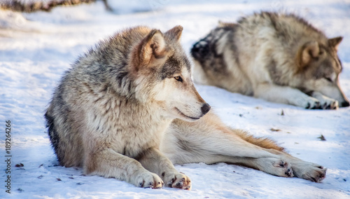 Gray Wolf In Foreground Looking Right