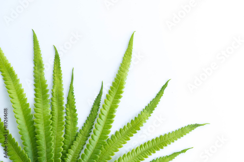 green leaves of fern isolated on white