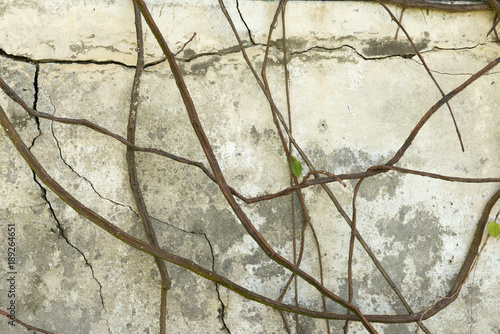 Cuadro en lienzo Weathered Concrete Wall with Dried Vines for Backgrounds