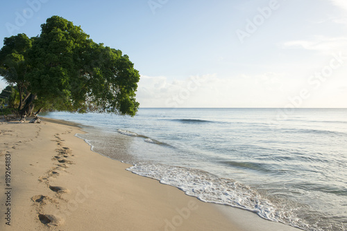 Scenic Island Oceanside with Trees and Blue Sky © photographyfirm