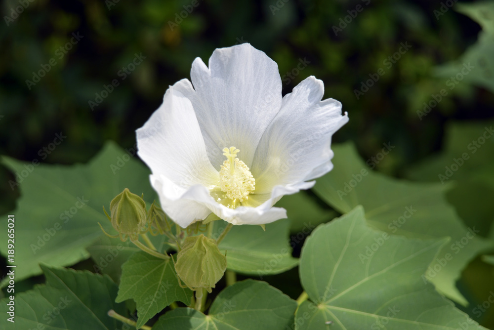 白い花 白い花