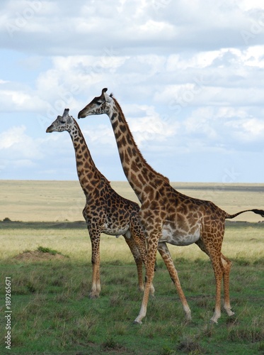 giraffes 2