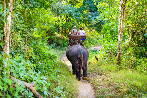 Tourists ride on elephant in forest, located in Chiang mai, thailand.