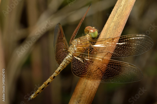 Neurothemis fluctuans photo