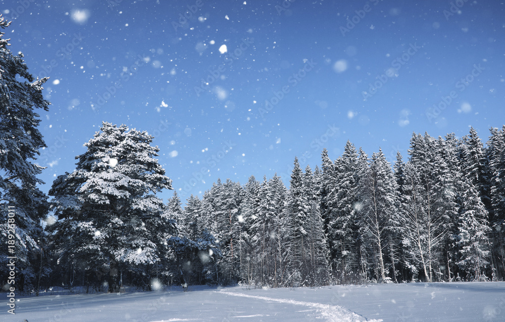 magic pine forest in winter season in snow magic pine forest in winter season in snow