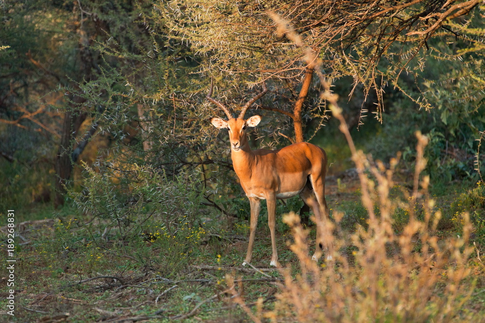 sprinbok antelope in dense bush sprinbok antelope in dense bush