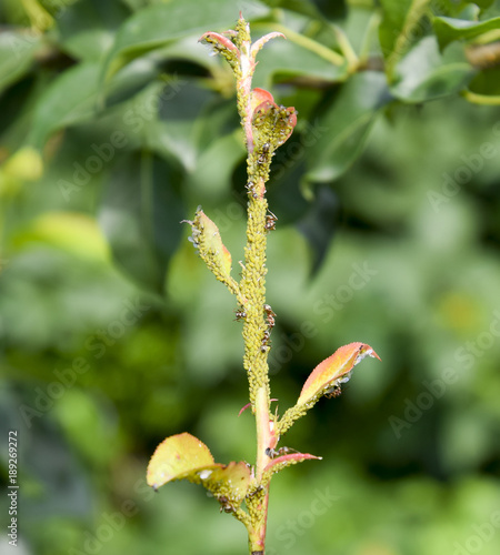 Ants graze a colony of aphids on young pear shoots. Pests of plant aphids. photo