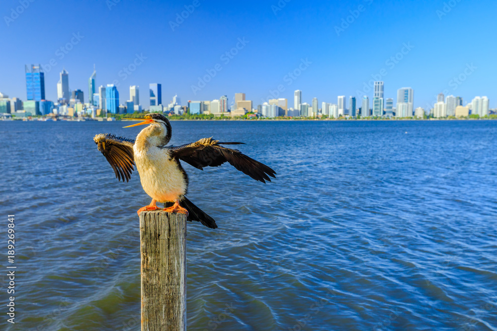 Australian Cormorant on a wooden pillar spreads its wings to dry on the Swan River in Perth, Western Australia. Perth city skyline on blurred background. Copy space.