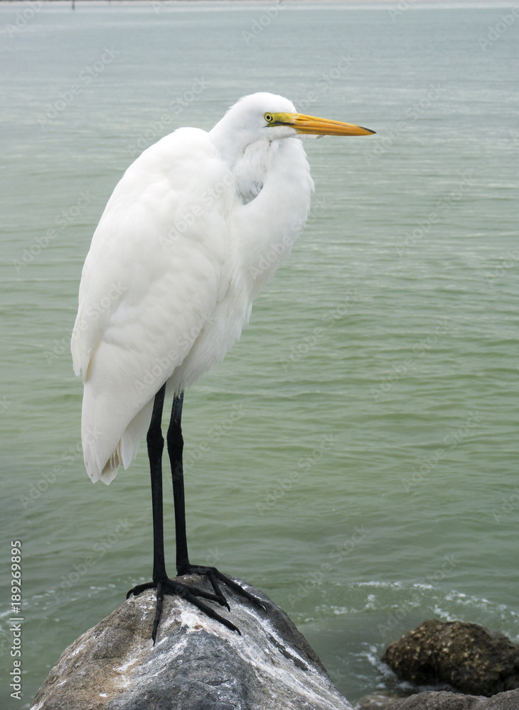 Great Egret ( Ardea alba) standing on a rocky beach on the Gulf of Mexico at St. Pete Beach, Florida. Great Egret ( Ardea alba) standing on a rocky beach on the Gulf of Mexico at St. Pete Beach, Florida.