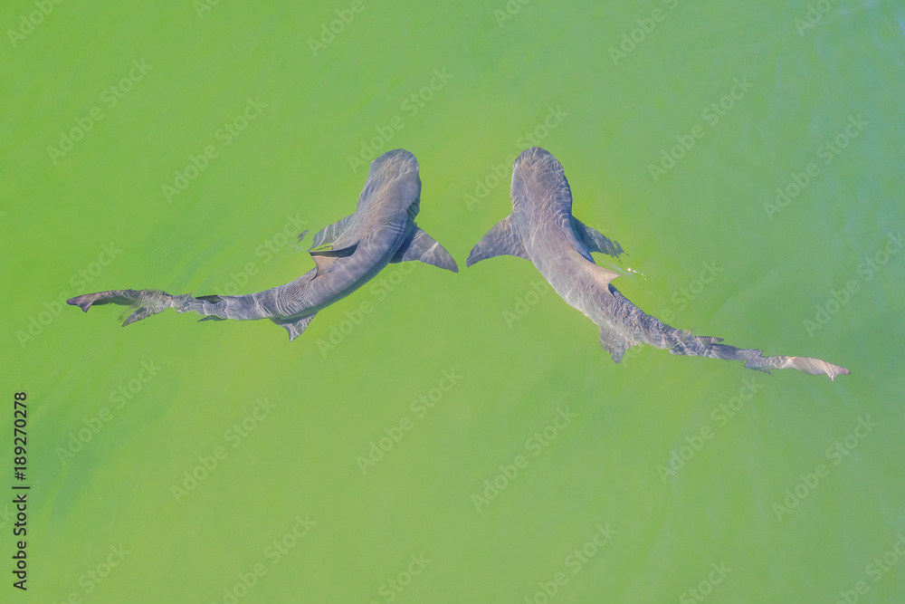 Obraz premium Aerial view of two lemon sharks swimming in australian waters. Denham, in the Shark Bay, on coral coast, Western Australia.