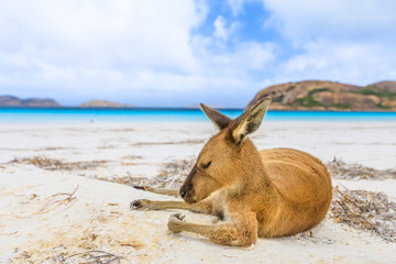Wandcirkels Kangoeroe Kangoeroe op strand Lucky Bay  © bennymarty