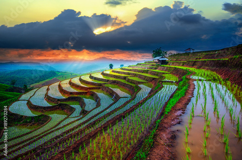 Terraced Paddy Field in Mae-Jam Village   Chaingmai Province   Thailand