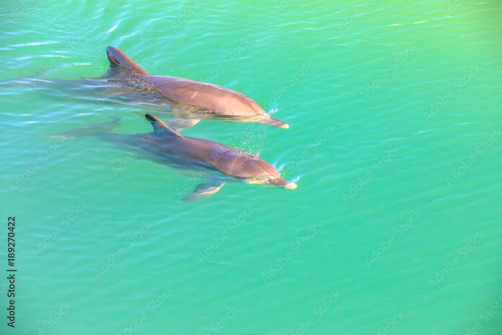 Obraz premium Two cute dolphins swim in clear waters of Monkey Mia, a marine reserve near Denham, Shark Bay, on coral coast in Western Australia. Monkey Mia is the only place in Australia visited daily by dolphins.