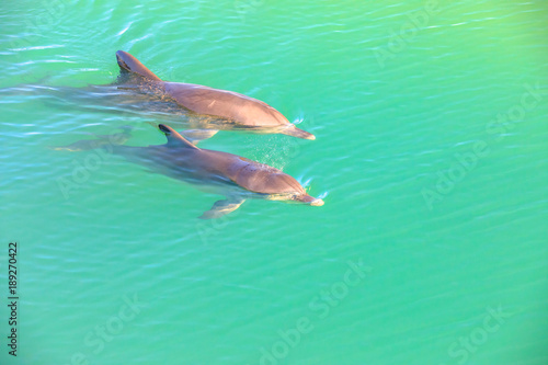 Two cute dolphins swim in clear waters of Monkey Mia, a marine reserve near Denham, Shark Bay, on coral coast in Western Australia. Monkey Mia is the only place in Australia visited daily by dolphins.