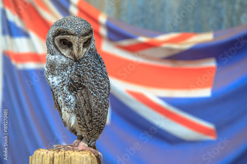 Portrait of Greater Sooty Owl with Australian flag on blurred background. Whiteman, near Perth in Western Australia. Copy space.
