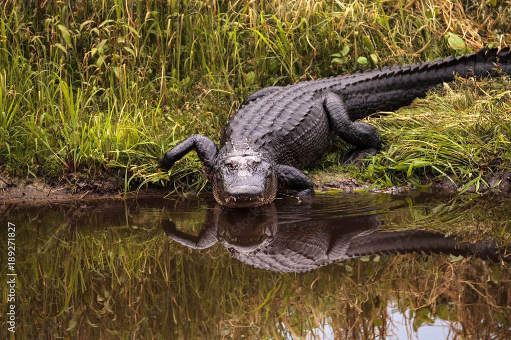 Fototapeta premium Duży, groźny aligator amerykański, aligator mississippiensis