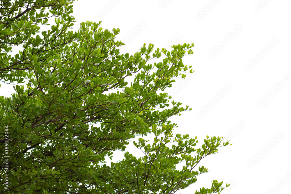 Fototapeta premium Green leaves isolated on white background,This has clipping path.
