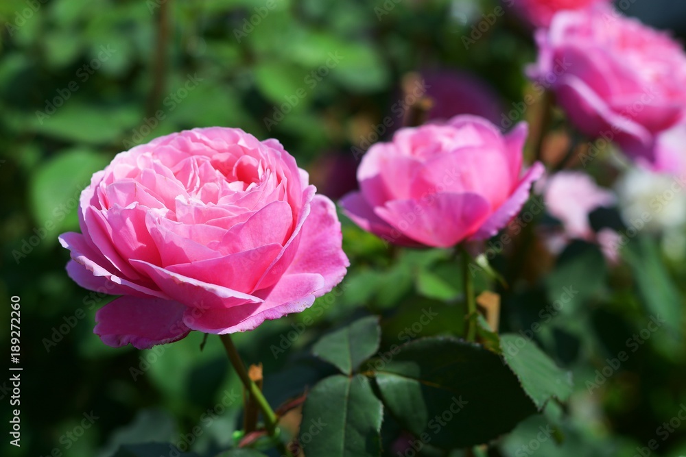 rose flower for love and valentine in the farm rose flower for love and valentine in the farm