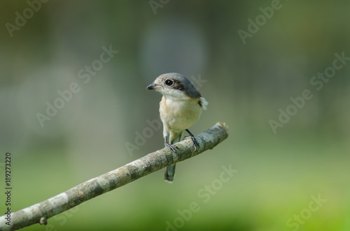 Burmese Shrike female perching on a branch photo