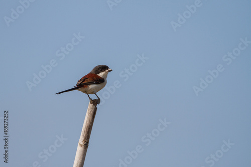 Burmese Shrike male perching on a branch photo