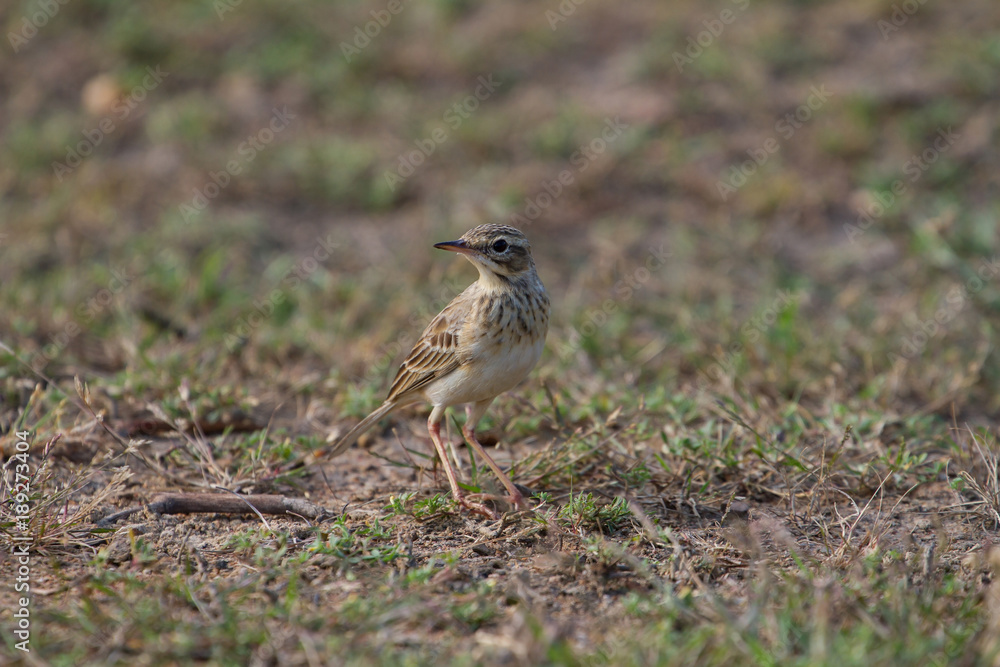 paddyfield pipit or Oriental pipit bird paddyfield pipit or Oriental pipit bird