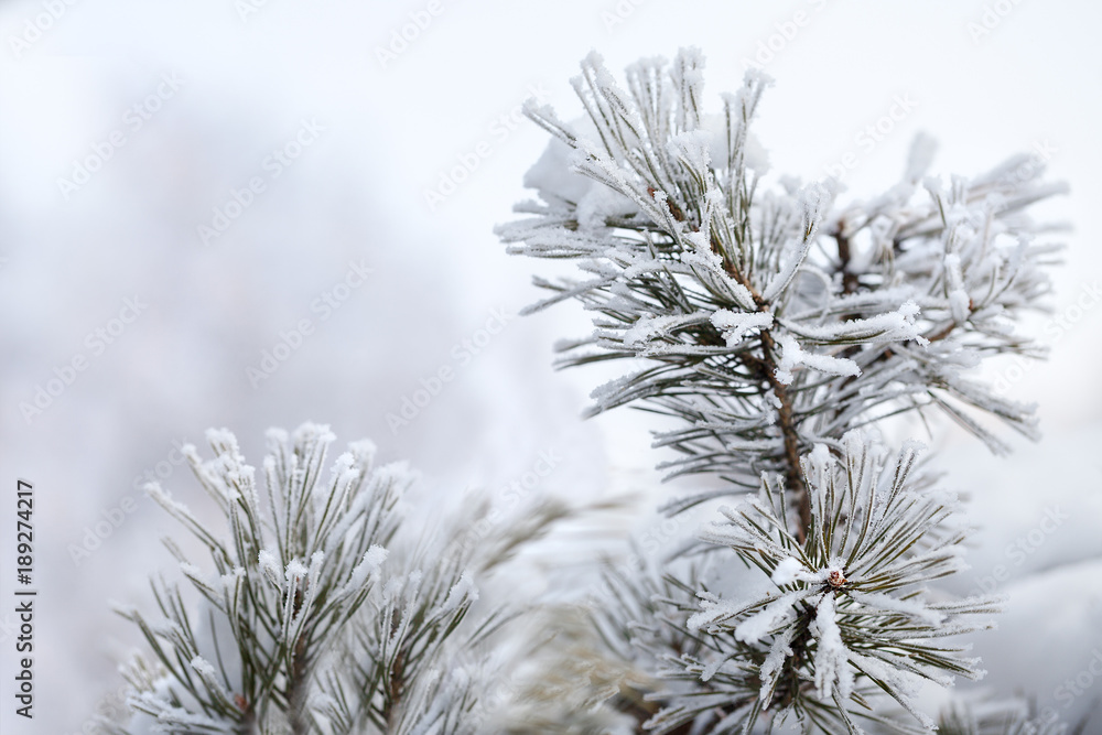 Winter background with snow covered pine branches, selective focus, in light soft tones