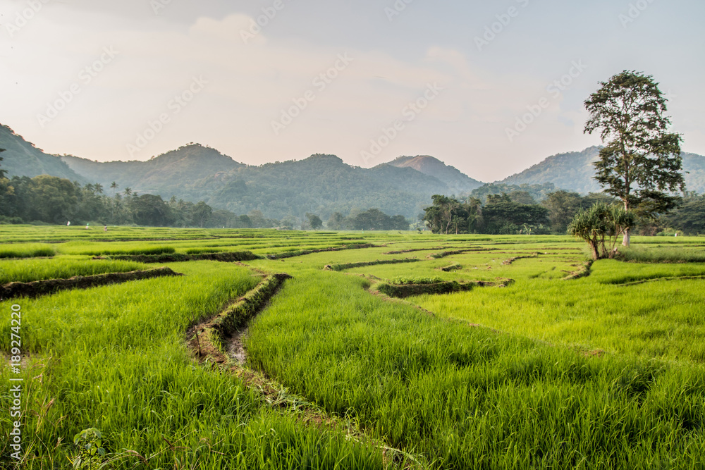 Rice fields Sri Lanka