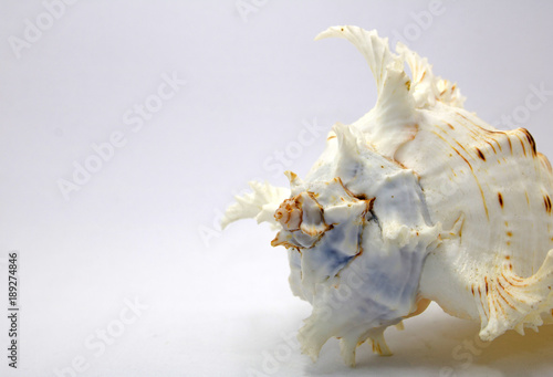 Shell use used as a decoration on white background with copy space