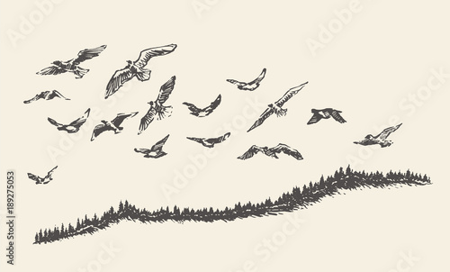A flock of birds drawn vector illustration, sketch