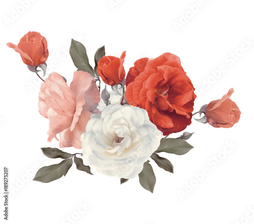 Roses watercolor on white background