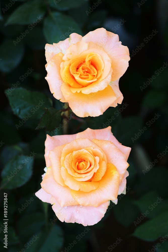 rose flowers for love and valentine day rose flowers for love and valentine day