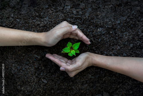Принти на полотні Hands Team Work protecting tree growing for reduce global warming earth