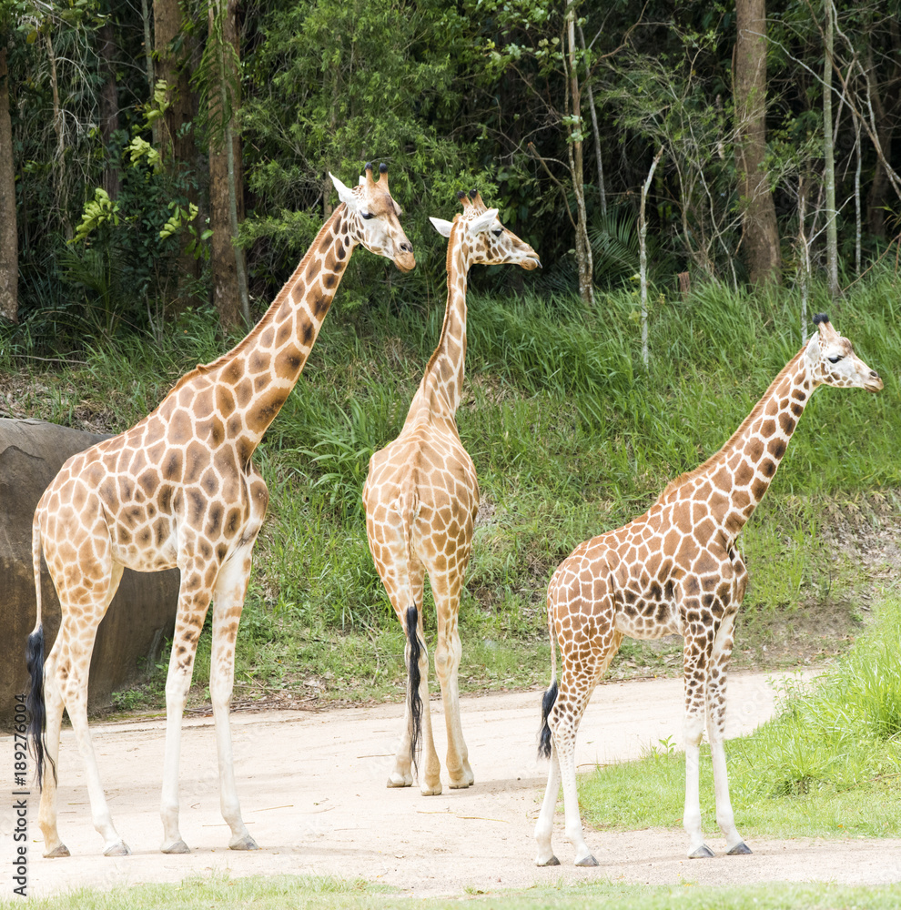 Obraz premium Giraffes walking about