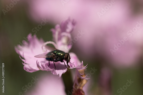 Vermont Fly