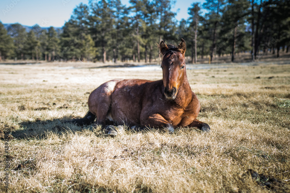 Fototapeta premium Ren Roan Colt in Field
