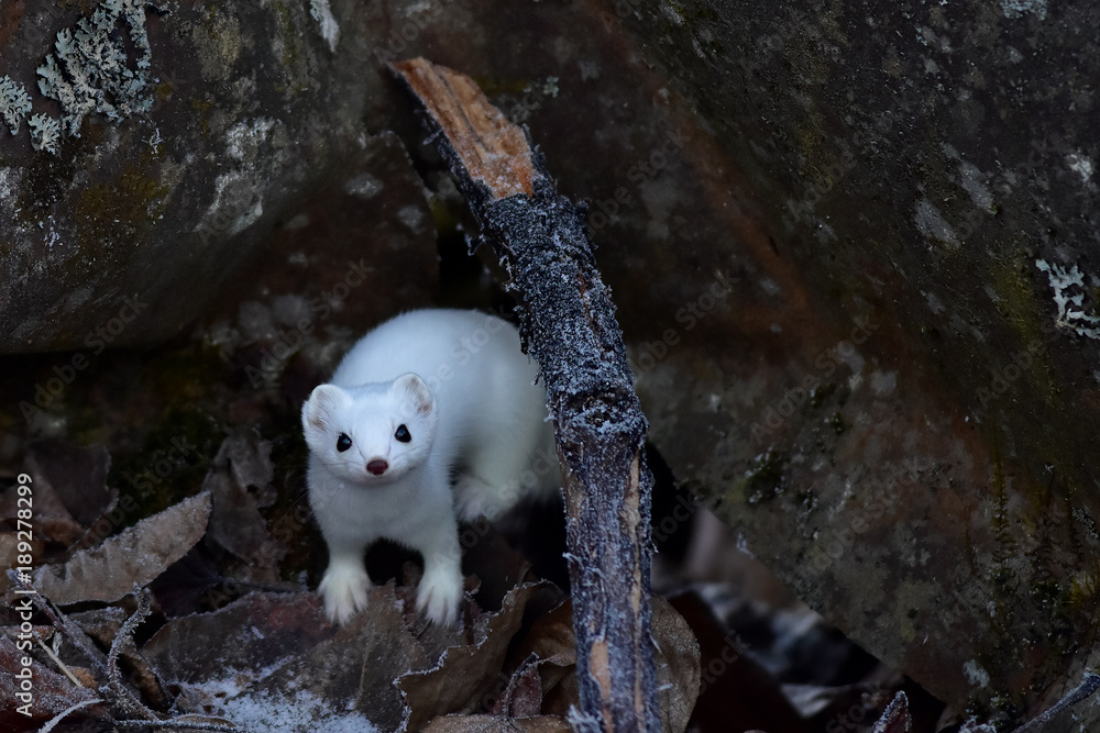 Ermine in winter white Ermine in winter white