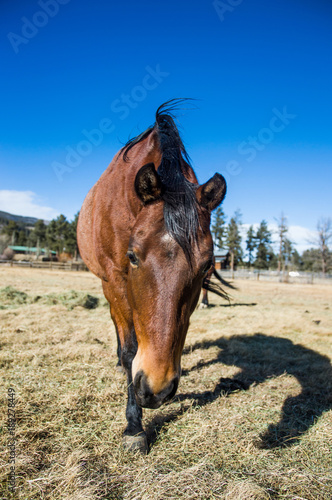Ren Roan Colt in Field © Robiny