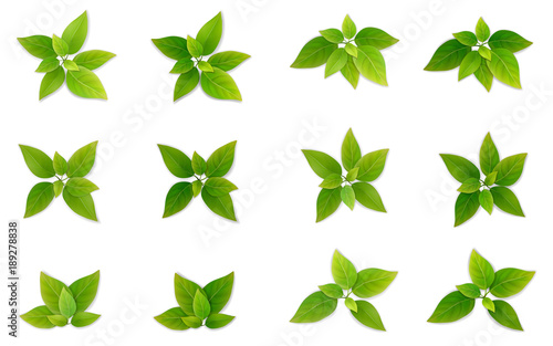 Green leaf set. Leaves of tea or tree. Part of the plant for the design of illustrations on the theme of ecology and healthy eating. Realistic vector, isolated on a white background.