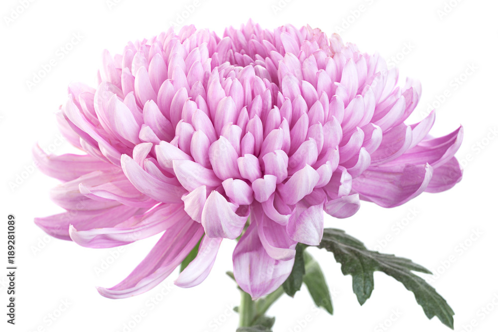 Purple chrysanthemum flower head - obrazy, fototapety, plakaty 