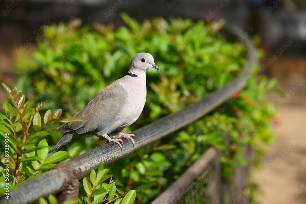 gray bird gray bird