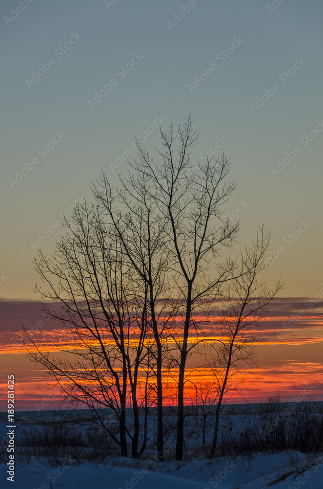 Sunset Highlighting Bare Trees Sunset Highlighting Bare Trees