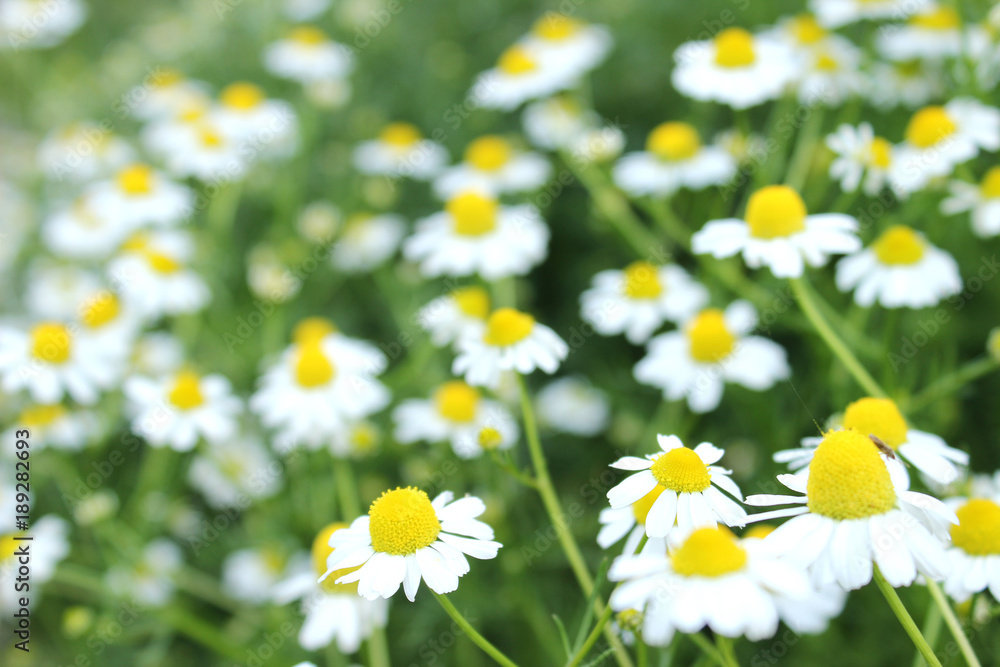 Fototapeta premium カモミール（ジャーマン） German chamomile 