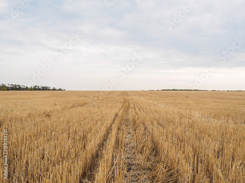 Views of a field with stubble  autumn landscape with skyline and dramatic sky. Nature  rural view of pretty farmland and plants in the beautiful surroundings.