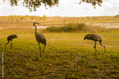 Sandhill Cranes