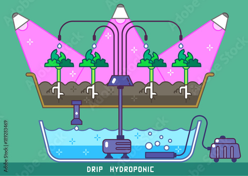 Plants growing under phytolamps with hydroponicss drip pipes and pump