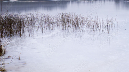 Ice vegetation